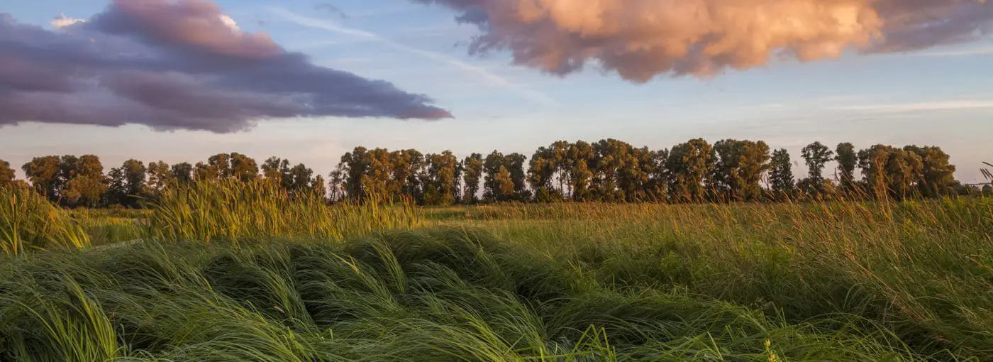 A grassy field underneath an afternoon sky.