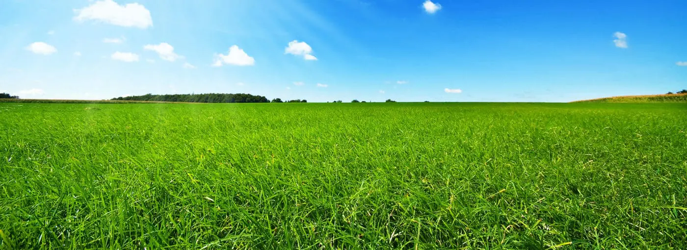 A green grassy field and a bright blue sky.