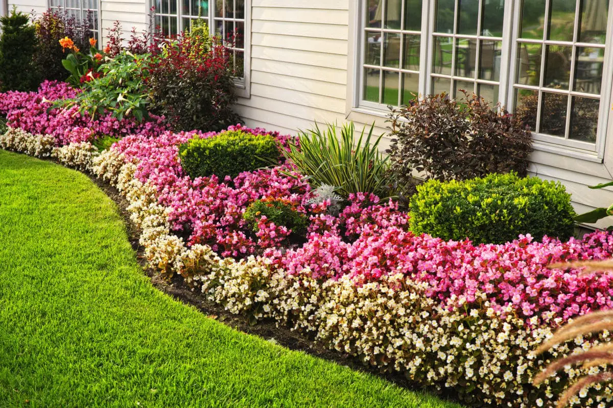 A garden with green bushes and white and pink flowers.