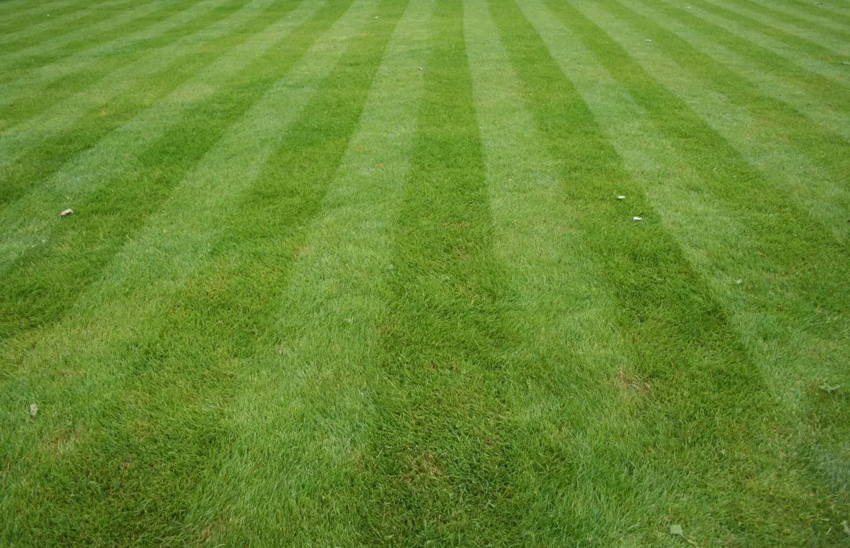 A green lawn with streaks left from a lawn mower.